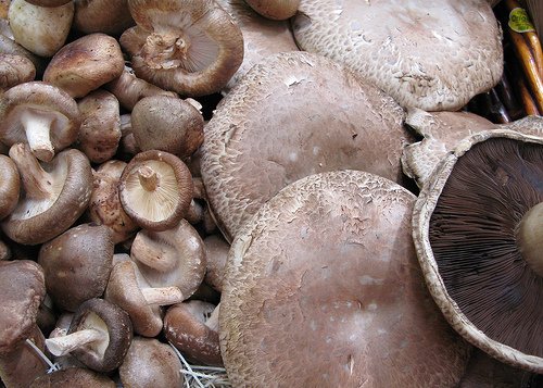 Lots of mushrooms