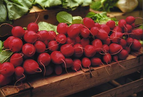 Bunch of radishes